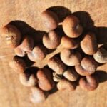 proprietà benefiche frutto baobab