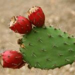 estrarre acqua da un cactus