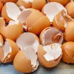 utilizzo dei gusci uovo