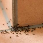 rimedi naturali per combattere le formiche