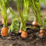 seminare le carote