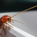 come allontanare gli scarafaggi da casa