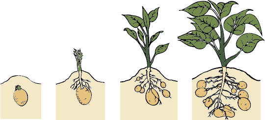 crescita delle patate