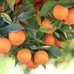 come si coltivano le arance