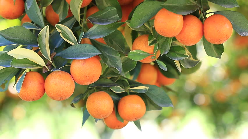 come si coltivano le arance