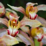 curare le orchidee