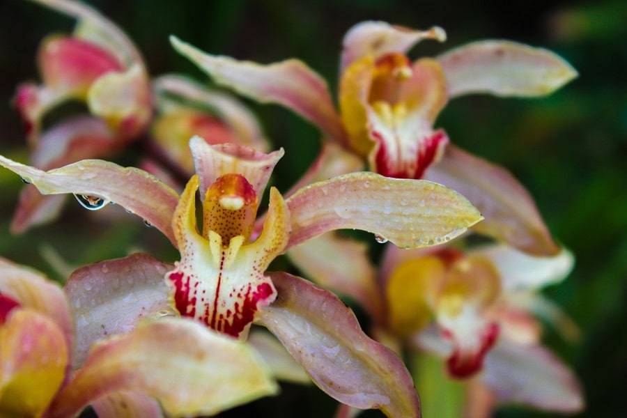 curare le orchidee