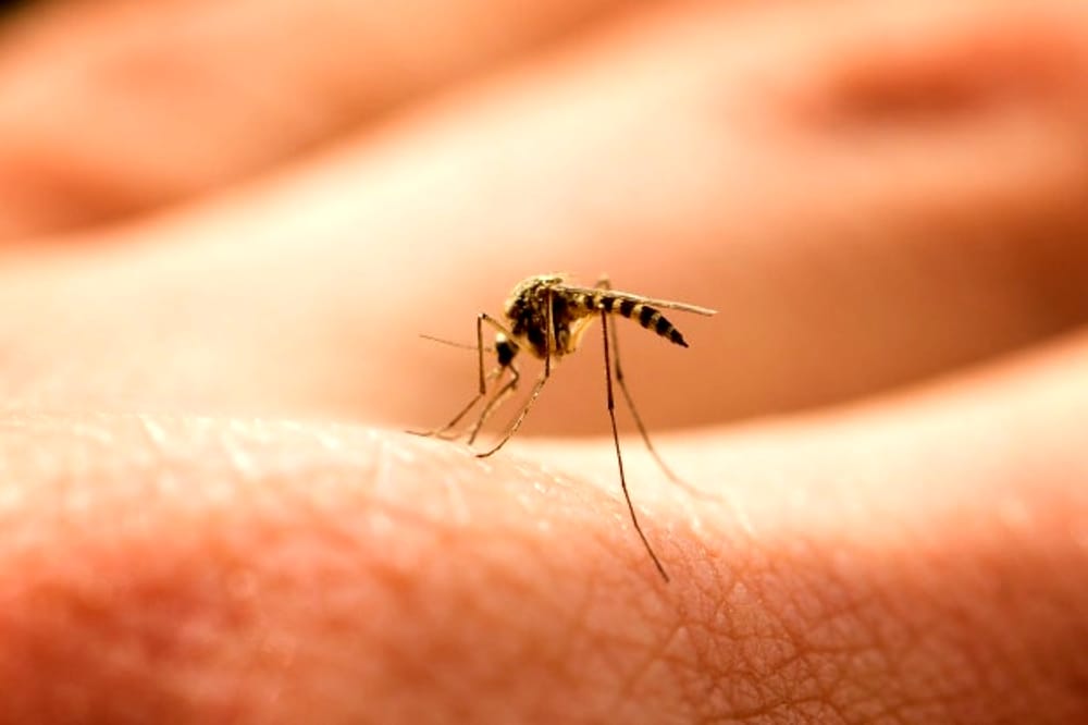 disinfettare puntura di zanzara